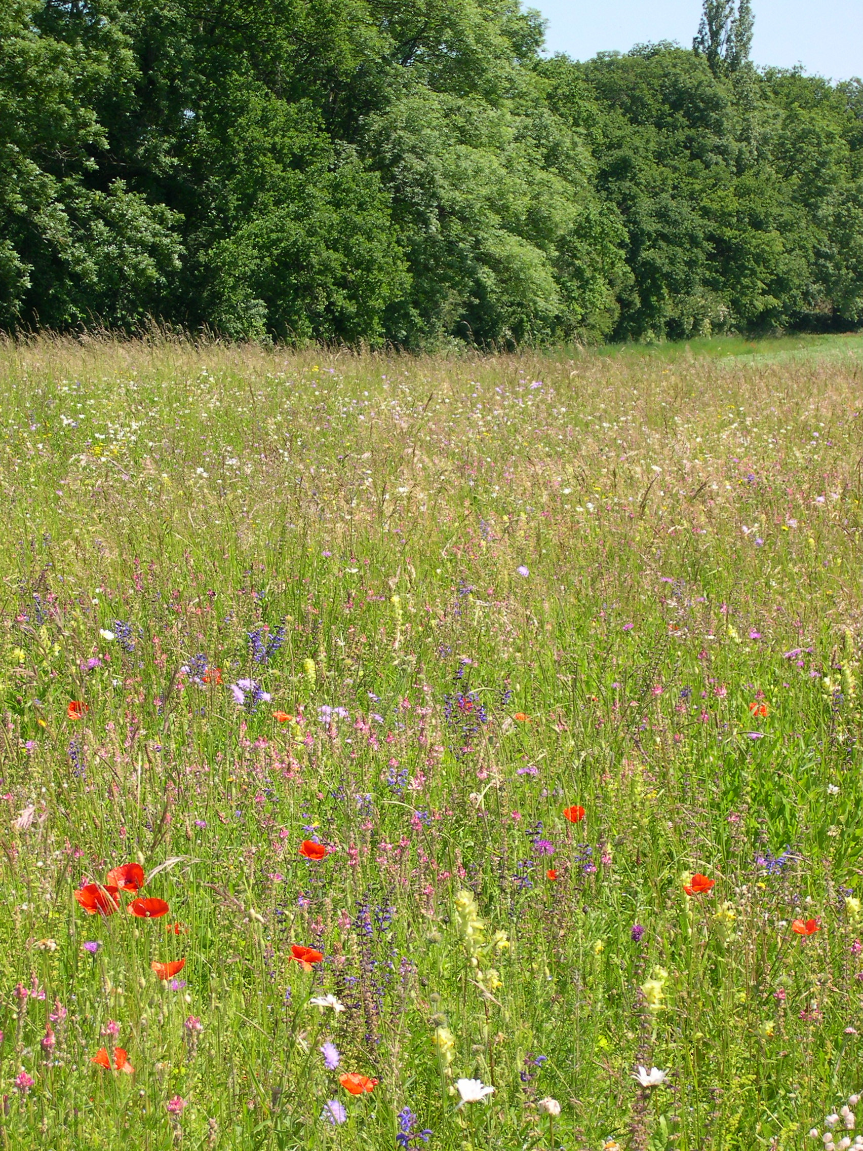 Prairie extensive fleurie