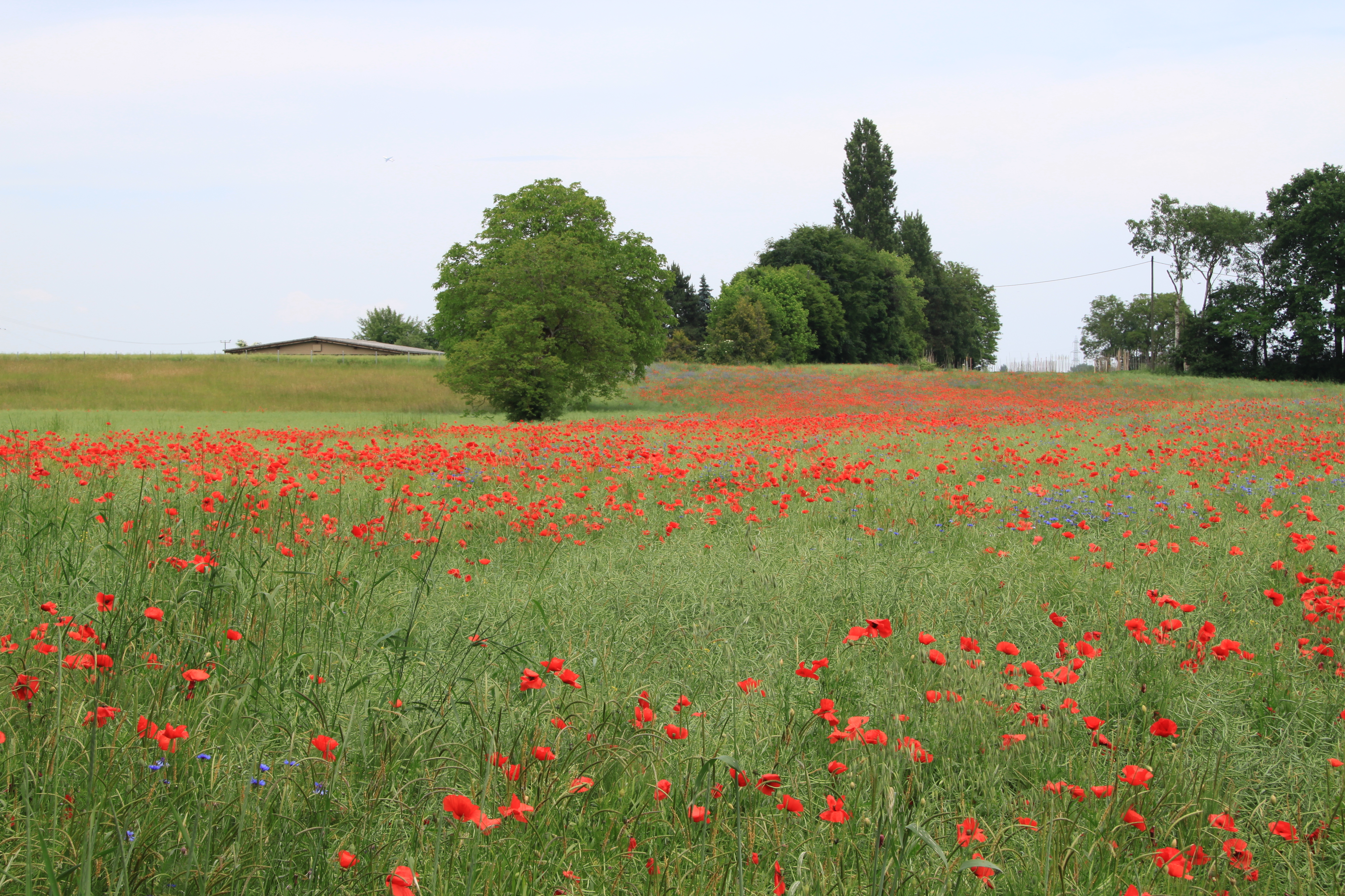 Bande culturale extensive