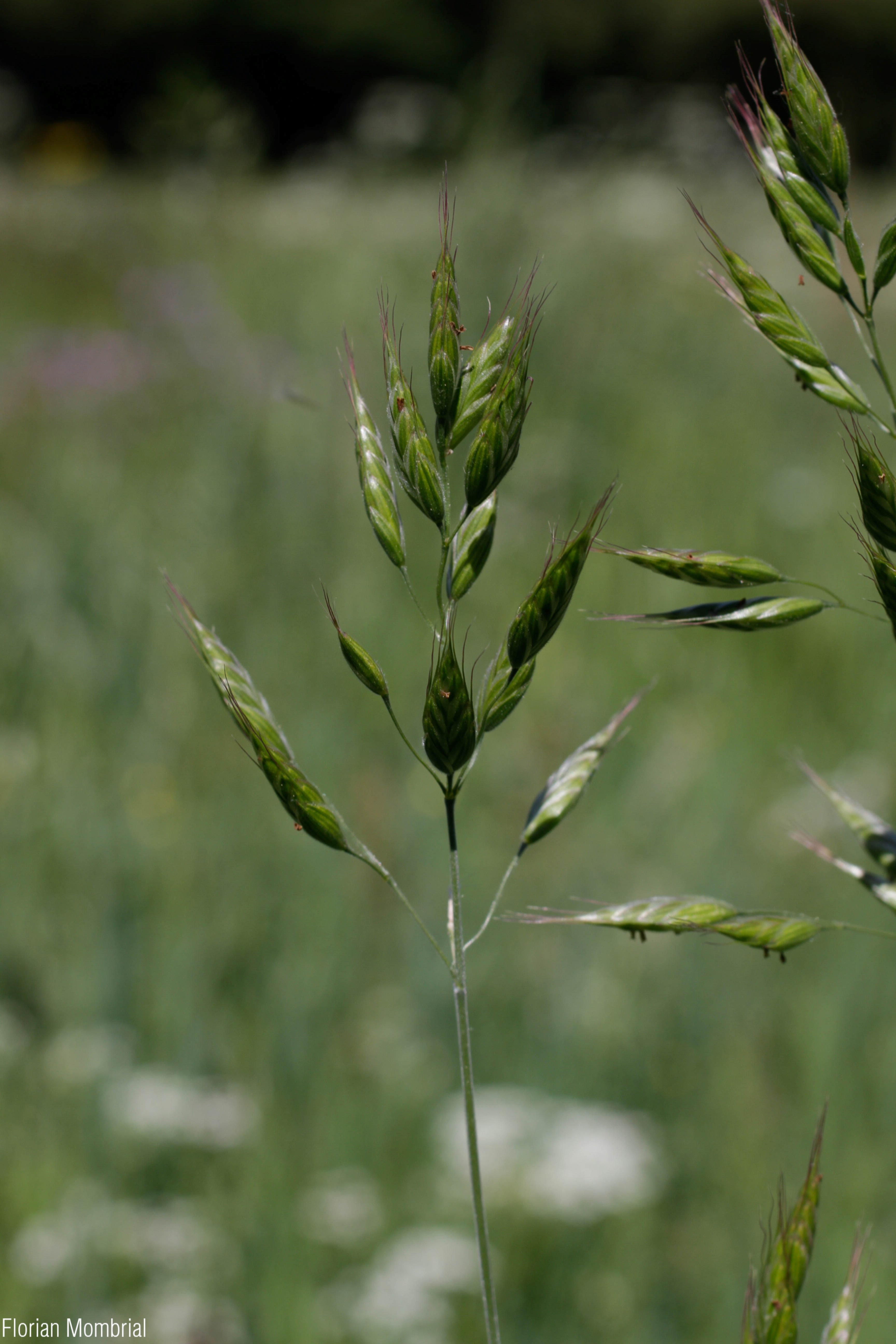 Bromus_hordeaceus_florian Mombrial