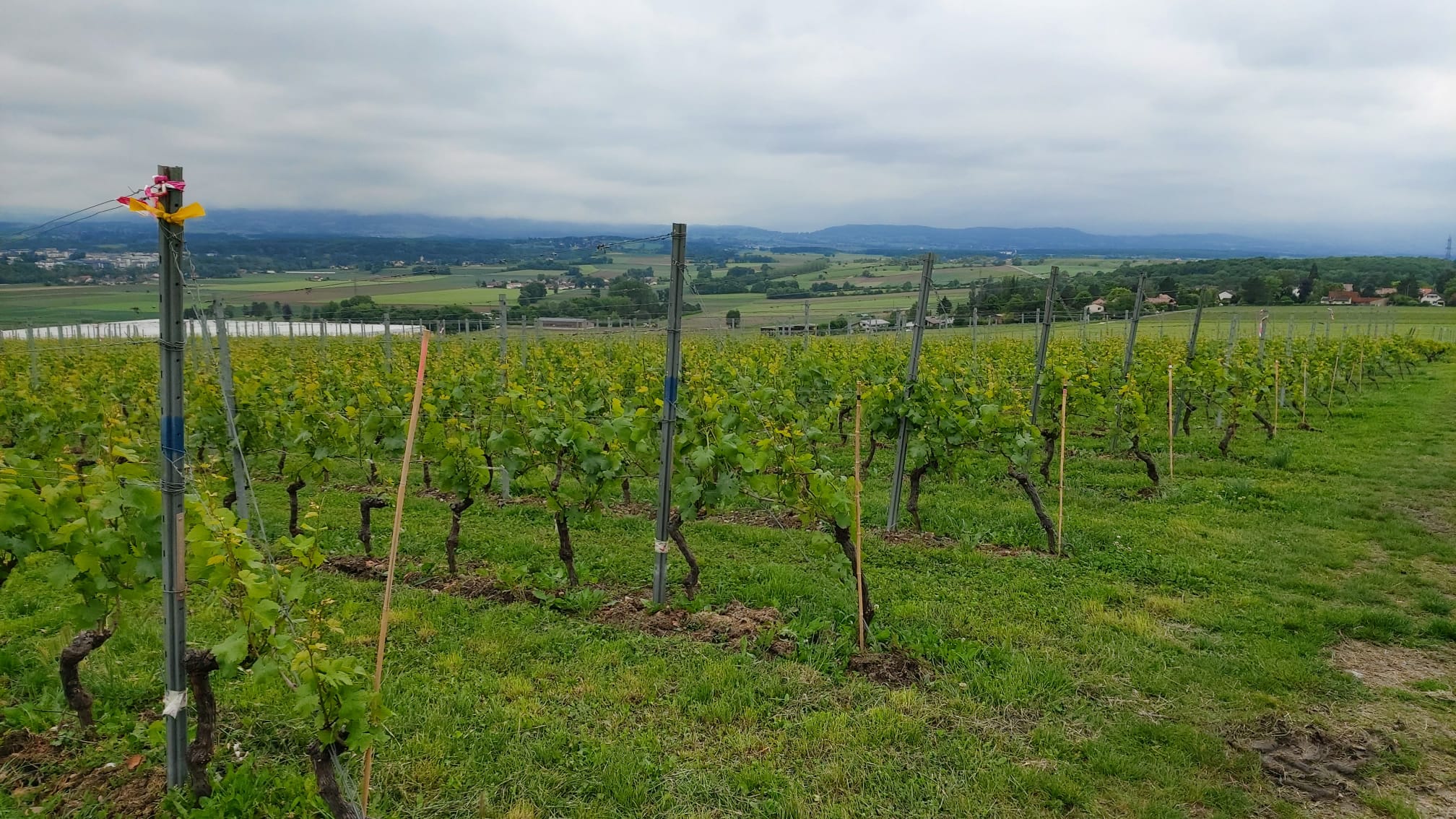 Paysage vigne Genève