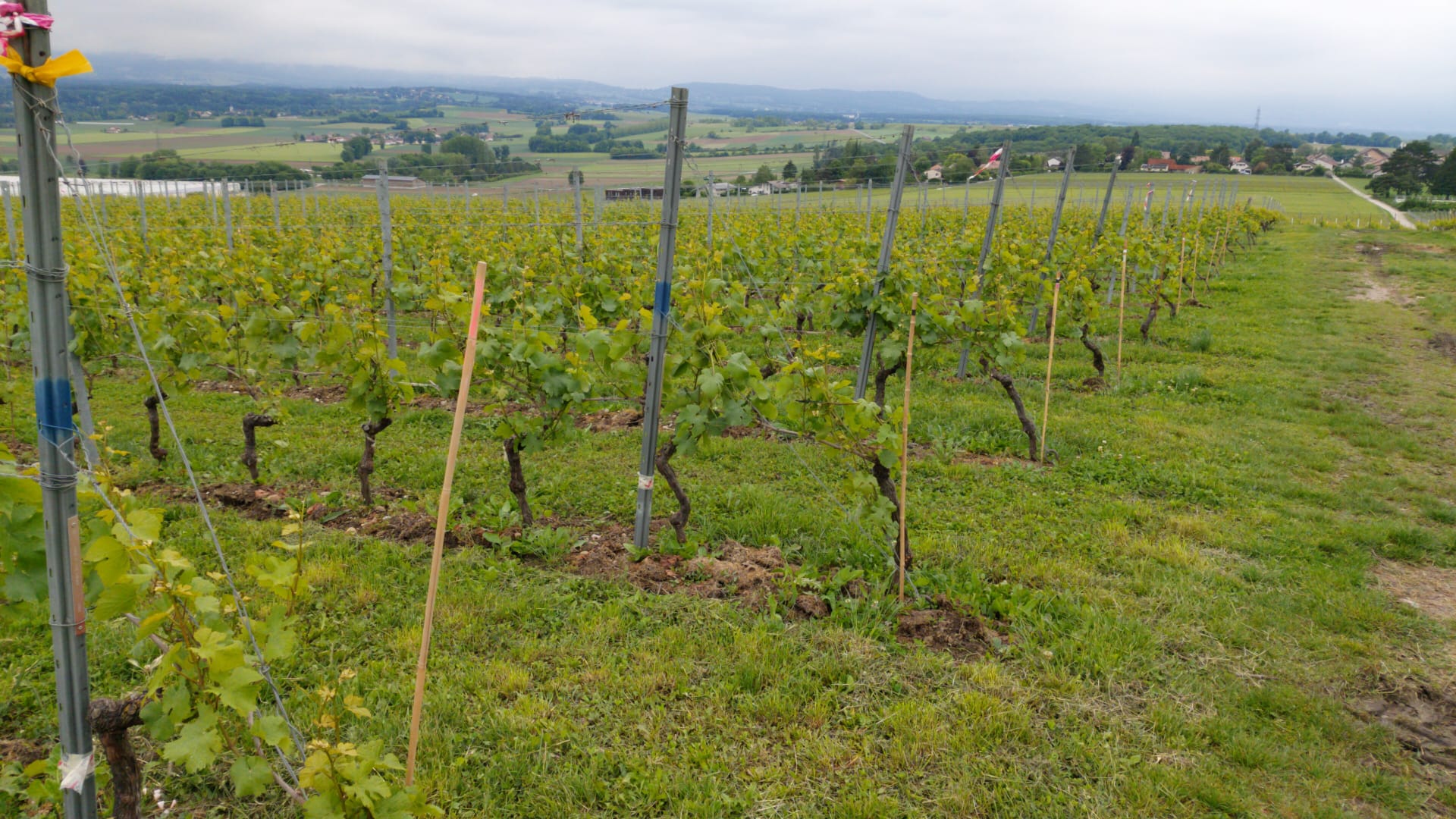 vignes enherbées 