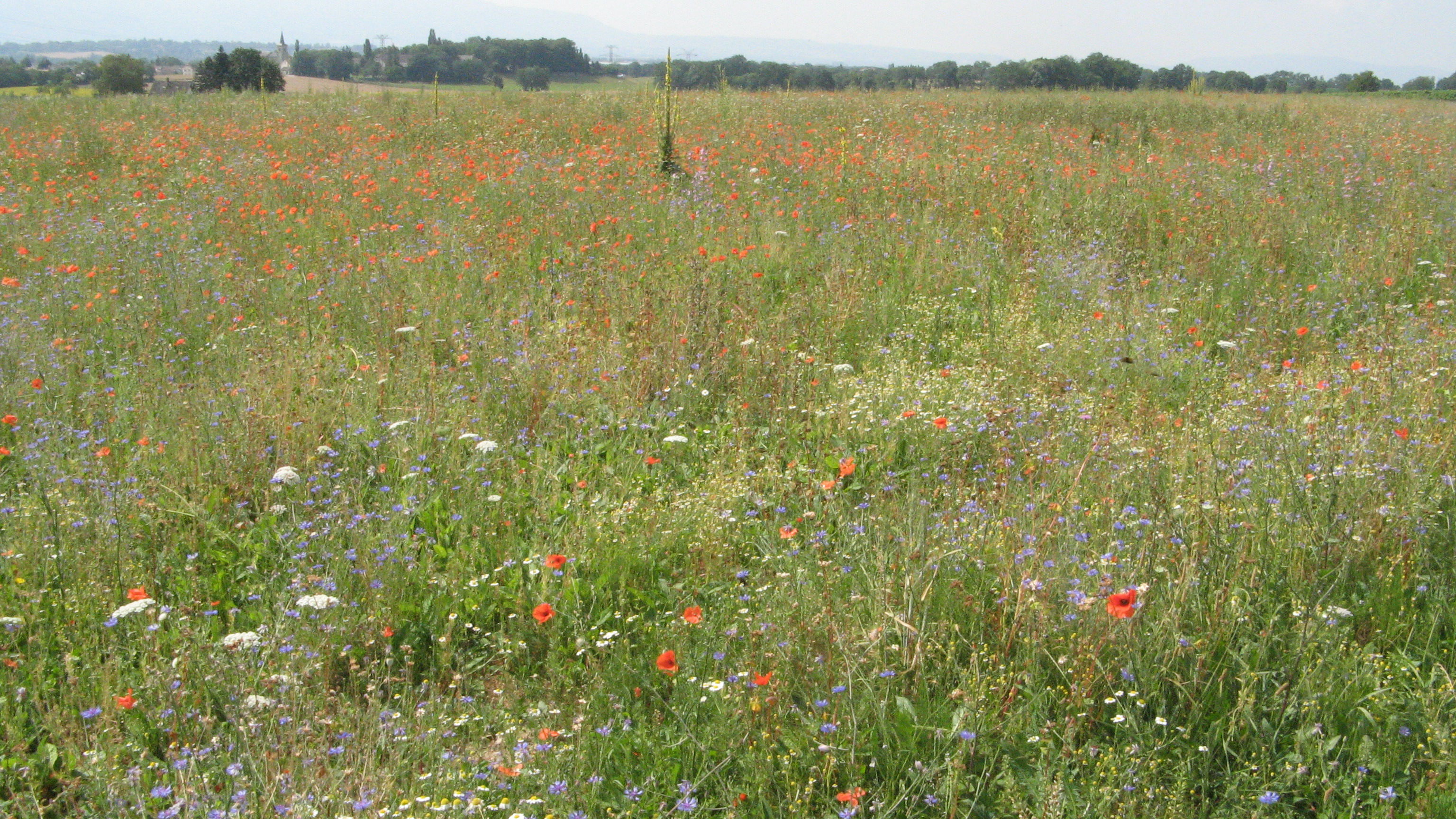 Jachère florale Collex