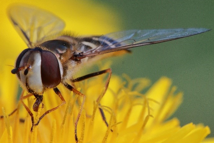 Sphyre scaeva pyrastri