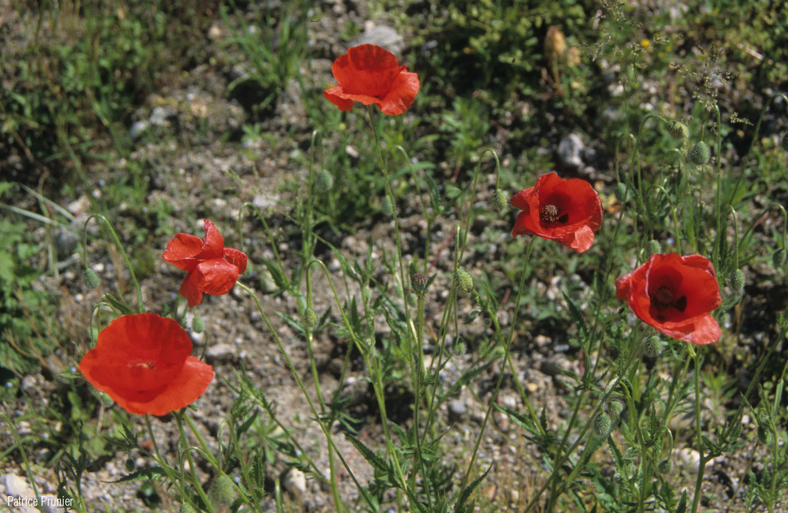 Papaver_rhoeas_Patrice Prunier