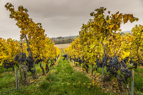 Histoire des vignobles