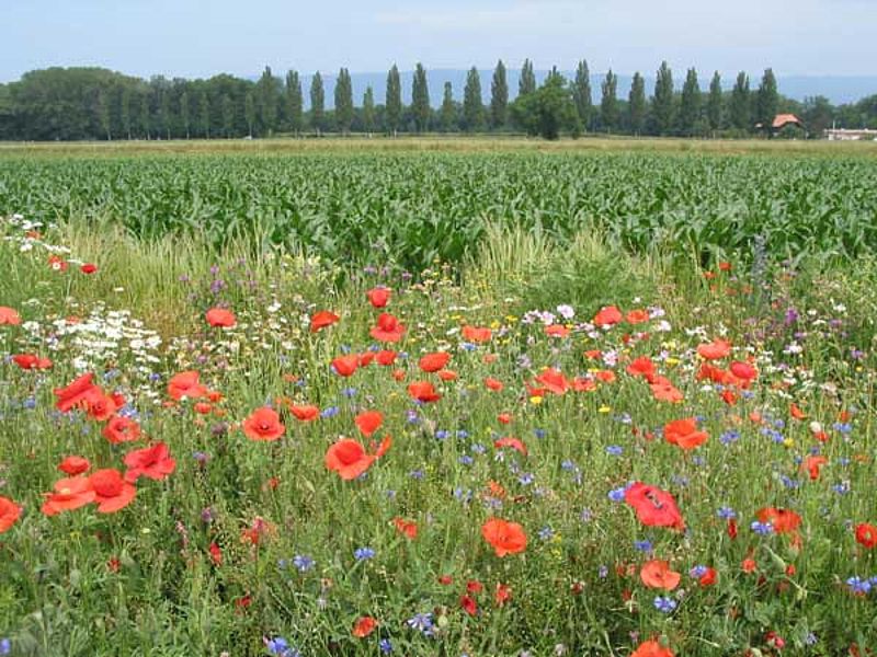Jachères florales