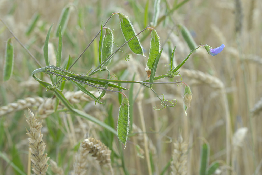lathyrus_hirsutus_2 OCAN
