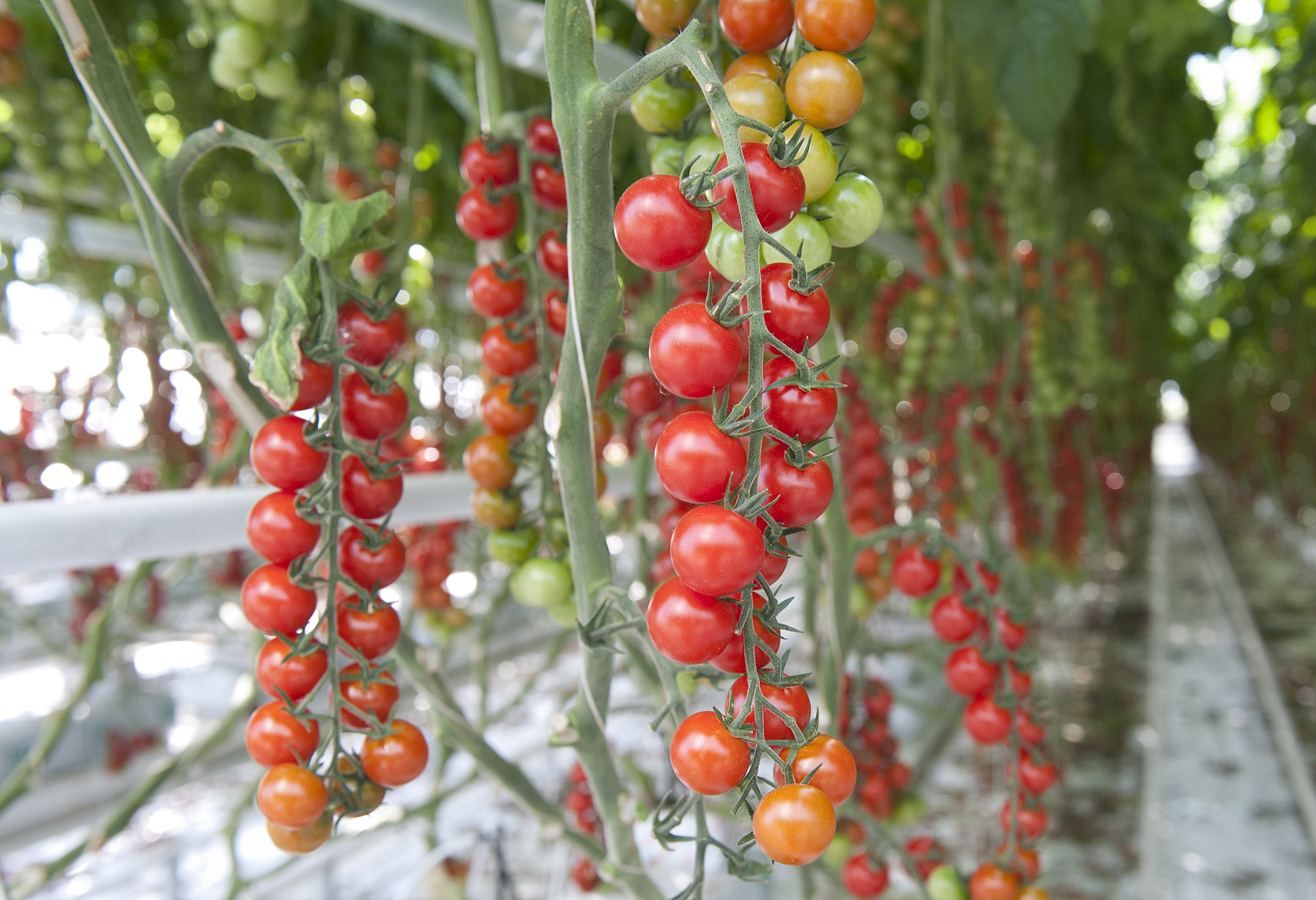 tomate